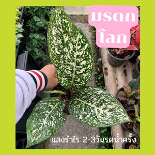 อโกลนีมา ต้นมรดกโลก Aglaonema World of heritage ส่งพร้อมกระถาง6นิ้ว