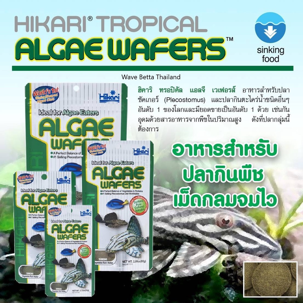 Hikari ALGAE WAFERS Tropical มี 4 ขนาด (เม็ดจม ฮิคาริ ทรอปิคอล อาหารปลากินพีช กินตะไคร่น้ำ)