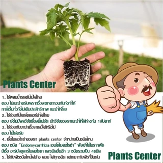 PlantsCenter ไมคอไรซ่า 200g/1kg ไมคอร์ไรซ่า ไมคอไรซา Mycorrhiza มั่นใจ100% สินค้าล็อตใหม่ล่าสุด