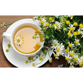 ต้นกล้าดอกคาโมมายล์เยอรมัน (German Chamomile) ดอกไม้กินได้ รากเยอะพร้อมปลูกทนแล้งดอกสวย