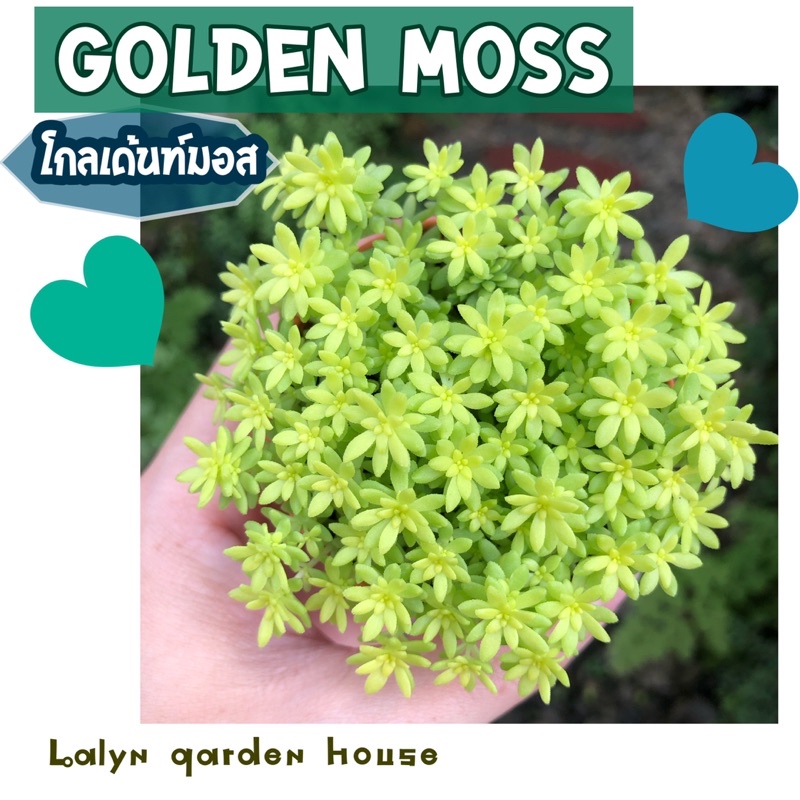 Golden Moss (โกลเด้นท์มอส) ไม้ในร่ม และเจอแดดรำไร แตกกิ่งก้านเอง สีเขียวสดใสน่ารักมากๆค่ะ