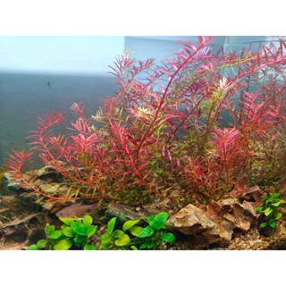 Rotala Colorata - โรทาล่า โคโรลาต้า (ใบบก) 13 กิ่ง 70 บาท #ต้นไม้น้ำ