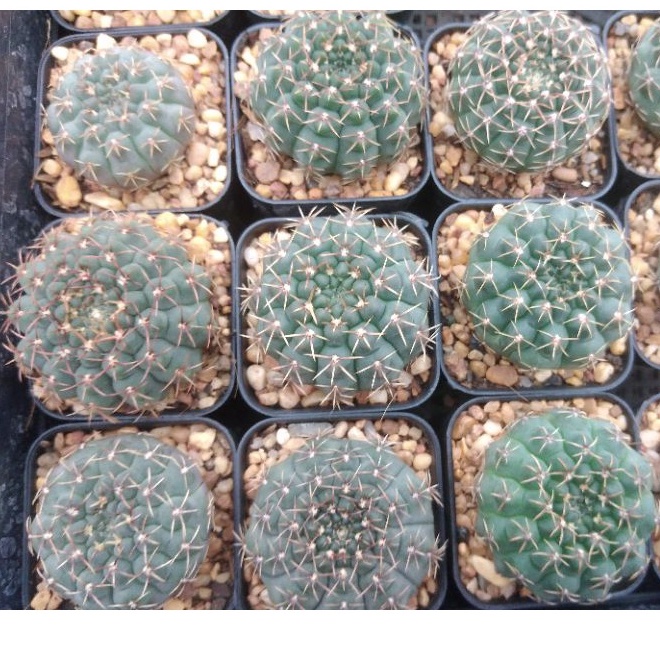 ยิมโนคูห์เลียนั่ม Gymnocalycium quehlianum ไม้เมล็ด ขนาด 3-5 ซม. ต้นกระบองเพชร ต้นแคคตัส (แคคตัส กระบองเพชร)