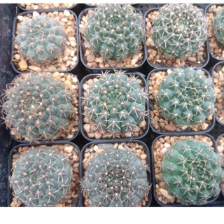 🌵💥ยิมโนคูห์เลียนั่ม💥🌵 Gymnocalycium quehlianum ไม้เมล็ด ขนาด 3-5 ซม.  ต้นกระบองเพชร ต้นแคคตัส (แคคตัส กระบองเพชร)