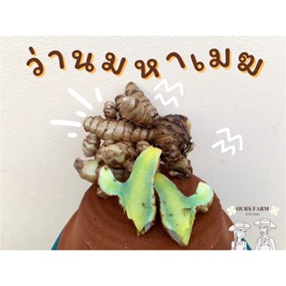 ว่านมหาเมฆ มหาเมฆ ขนาด 1กิดลกรัม /KG