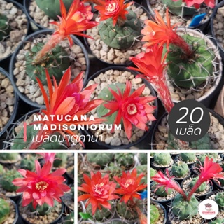 ( 20 เมล็ด ) เมล็ดมาตูคาน่า Matucana madisoniorum แคคตัส กระบองเพชร cactus&amp;succulent