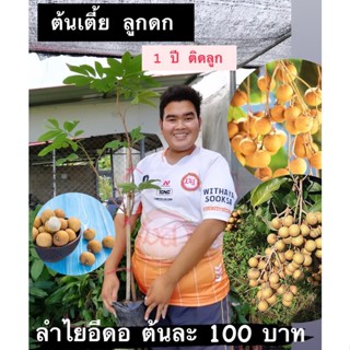 ลำไยอีดอ ต้นกิ่งชำ 2ปีติดลูก