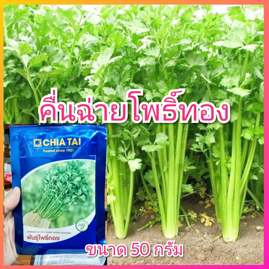 คื่นฉ่ายโพธิ์ทอง 50 กรัม ตรา เจียไต๋ ต้นขาว ใบใหญ่ ทนร้อน ทนแล้ง ทนโรค ขึ้นฉ่าย ขึ้นช่าย คื่นฉ่าย โพธิ์ทอง