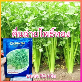 คื่นฉ่ายโพธิ์ทอง 50 กรัม ตรา เจียไต๋ ต้นขาว ใบใหญ่ ทนร้อน ทนแล้ง ทนโรค ขึ้นฉ่าย ขึ้นช่าย คื่นฉ่าย โพธิ์ทอง