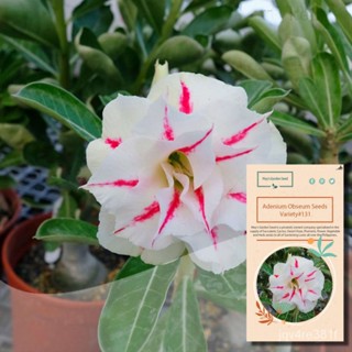 Triple Petals Pink White Desert Rose Seeds,Adenium Seeds-Variety #131ดอกไม้/มะเขือเทศ/เสื้อ/กางเกง/ของเล่น/มะเขือเทศ O2D