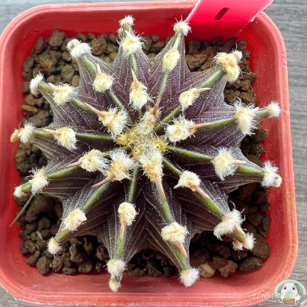 คุณภาพสูง เมล็ด/(R1) ต้นยิมโน LB2178 แท้  13 พู ไม้เมล็ด - (gymnocalycium) - แคคตัส/เมล็ด ซอง งอก กา