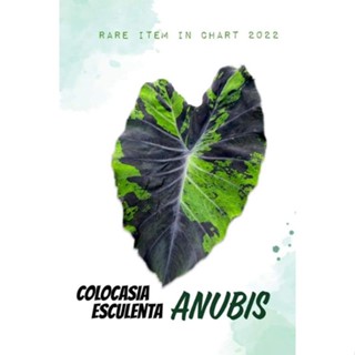 (ลดพิเศษท้ายปี)​โคโลคาเซียอานูบีส colocasia Anubis ไม้ไฮบริด สุดแรร์หายากมากค่ะ