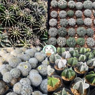 แคคตัส เริ่ม5บาท คละสายพันธ์ สวย แข็งแรง BY CONY CACTUS - ต้นกระบองเพชร ราคาถูก🌵ต้นแคคตัส❤️