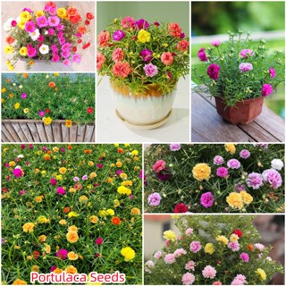 เก็บเงินปลายทาง COD 1000 แคปซูลต่อแพ็ค Mixed Portulaca Seeds บอนสี เมล็ดบอนสี บอนสีสวยๆ เมล็ดพันธุ์ดอกไม้ อัตราการงอกสูง