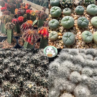 แคคตัส เริ่ม5บาท คละสายพันธ์ สวย แข็งแรง BY CONY CACTUS - ต้นกระบองเพชร ราคาถูก🌵ต้นแคคตัส❤️