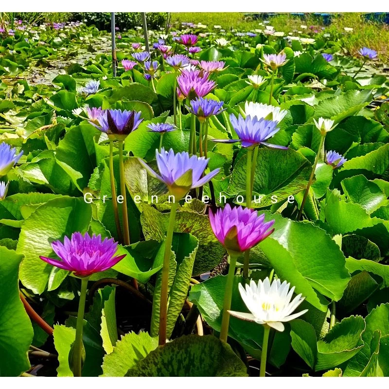 บัวผันไทยคละสี1ชุดมี6ต้น(ส่งฟรี+แลกเหรียญ) ,สีขาว,สีชมพู,สีม่วง (3แถม3กันไปเลยจ้า )