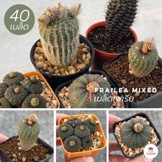 ( 40 เมล็ด ) เมล็ดเฟเรีย Frailea Mixed แคคตัส กระบองเพชร cactus&amp;succulent