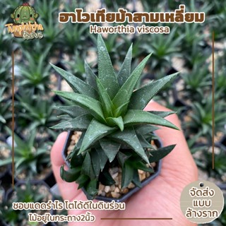 ฮาโวเทียม้าสามเหลี่ยม Haworthia viscosa (ส่งแบบล้างราก)