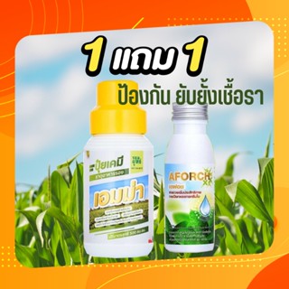 ปุ๋ยน้ำเอมม่า เอมม่า ปุ๋ยเอมม่า ขนาด 500 ซีซี 1 ขวด (ฟรีเอฟอช 100 CC 1 ขวด) ป้องกันเชื้อราในพืช ปุ๋ยน้ำสูตรเข้มข้น