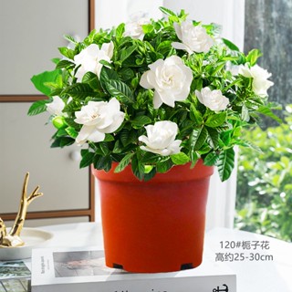 Gardenia กระถางพร้อมดอกตูม เลี้ยงง่าย พืชไฮโดรโปนิกส์ พืชสีเขียว ดอกไม้ในร่ม