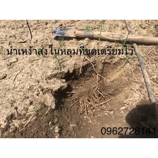 เหง้าหน่อไม้ฝรั่ง❌1ชุด10เหง้า❌อายุ1ปีแบบทดลองฤปลูกไว้กินตามครัวเรือน
