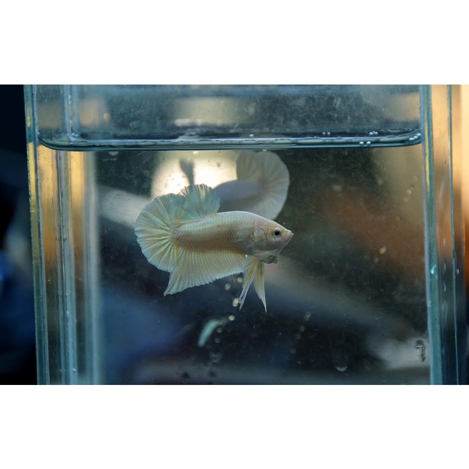 อาหารปลากัด เสริมเกล็ด เร่งสี พัฒนาโครงสร้างปลาให้หนาขึ้น เขี้ยวคม (ขนาด 20 กรัม) - รูปที่ 7