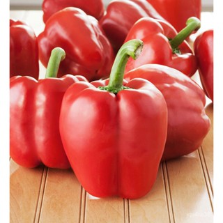 พริกหวาน Capsicum Square D Asti สเน่ห์12ถึง16เมล็ดพืชผัก Heirloom พืชสีเขียวสำหรับ SG เม่านบังแดด/ดอกไม้/สวน/ดอกทานตะวัน