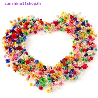 Sunshop ดอกดาว บราซิล 100 ชิ้น 200 ชิ้น สําหรับงานฝีมือ DIY TH