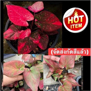 บอนสีมณีล้อมเพชรเลือกต้นได้ค่ะ🍀▶️ (ต้นลูกสายลุ้นด่างห้ามพลาด)ผ่าจากต้นแม่ด่างเทพๆ