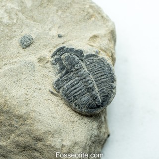 [อายุกว่า 505 ล้านปี!!!] #161 ฟอสซิล ไทรโลไบต์ Elrathia Kingi Trilobite ของแท้ ขนาดเล็ก บน Matrix จาก USA