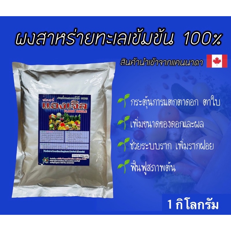 ผงสาหร่ายทะเล 100% แองเจิล , ซีวีด #ไซโตไคนิน ละลายน้ำดี ไม่มีตะกอน 1 กิโลกรัม