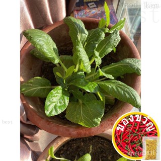 32 .Choy SUM Green Seeds200pcs Fruit/เซล็ตต์/อัญมณี/รองเท้า/หมวก/ เพิ่ม/แอปเปิ้ล/มะละกอ/มักกะโรนี/ผักชี/ KEEX