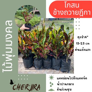 โกสนช้างถวายฎีกา ไม้มงคล ถุง4” ขนาด 15-25 CM (สั่งซื้อขั้นต่ำ 5 ต้น คละได้)