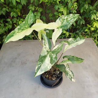 เงินไหลมาด่างขาว (มิ้นท์) Syngonium White Variegated ไม้ด่าง ไม้มงคล