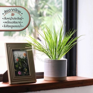 ยาร์ ต้นหญ้าเทียม | Faux Yar Plant