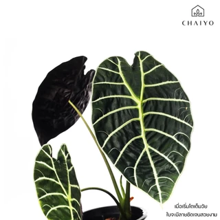 ต้น อโลคาเซีย วัทโซเนียน่า Alocasia Watsoniana