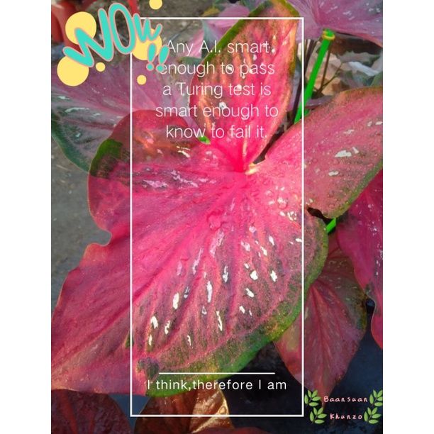 บอนสี🏵️เทพเทวา🏵️บอนเก่าหายาก