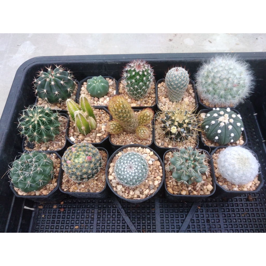 ส่งฟรีไม่ต้องง้อโค้ด จัดชุด หลากหลายสายพันธ์ ที่นี่ที่เดียวเท่านั้น ต้นกระบองเพชร ต้นแคคตัส (แคคตัส กระบองเพชร)