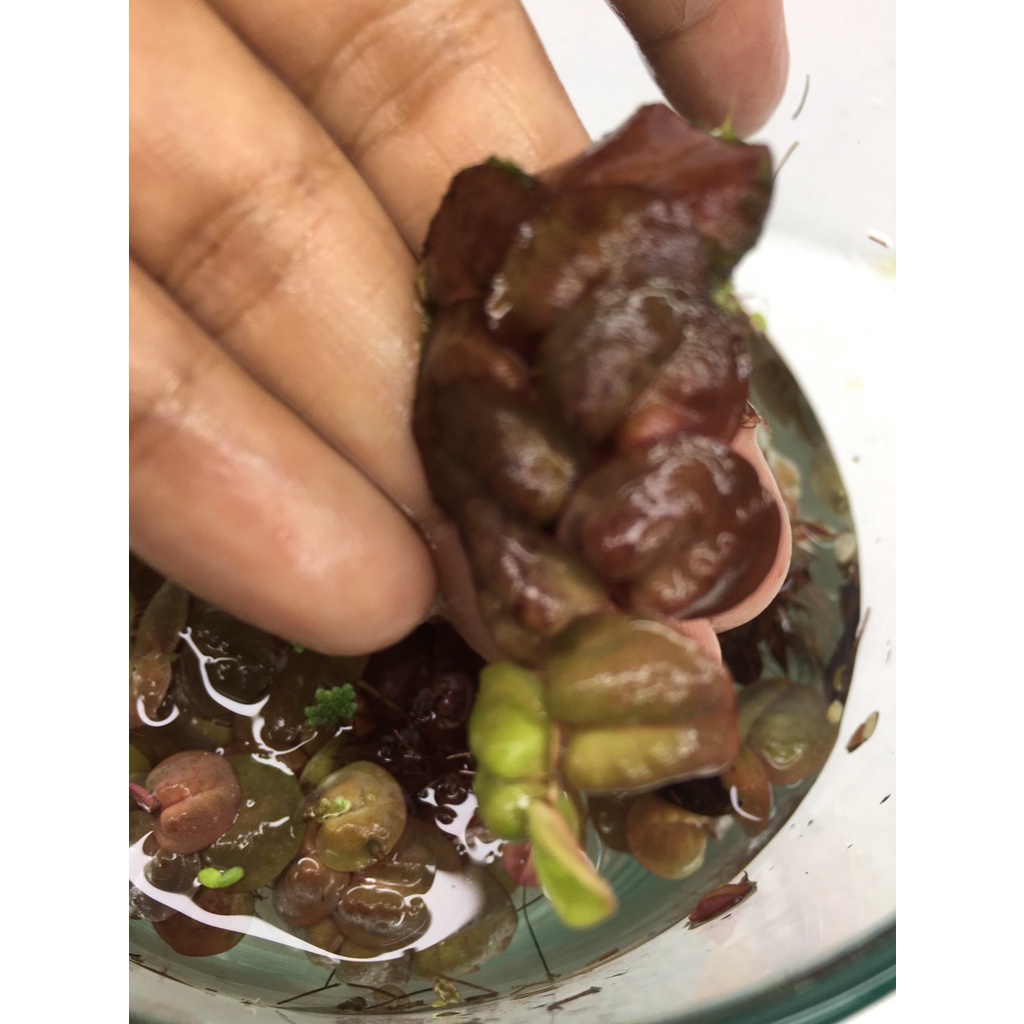 จอกแดงญี่ปุ่น ปลอดสารพิษ100% ช่วยดูดไนเตรทในน้ำ - รูปที่ 4