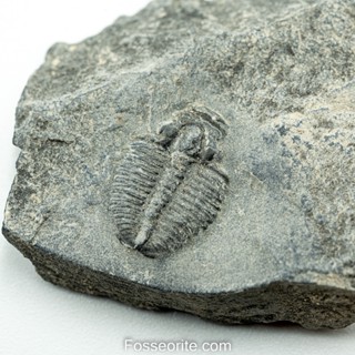 [อายุกว่า 505 ล้านปี!!!] #185 ฟอสซิล ไทรโลไบต์ Elrathia Kingi Trilobite ของแท้ ขนาดเล็ก บน Matrix จาก USA