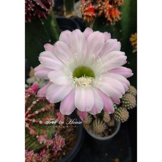 Echinopsis อิชินอฟ G1 สีชมพูดอกใหญ่ หน่อเด็ดสด ขนาด 2 เซนติเมตรขึ้นไป