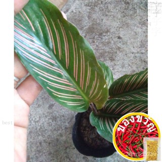 Pink Stripe Calatia Ornata หูกาวก/seeds/ เเก็งแรง/ดอกทานตะวัน/แอปเปิ้ล/เสื้อยืด/ดอกทานตะวัน/รองเท้า/พิลาทิส/ชุดชั้นใน //