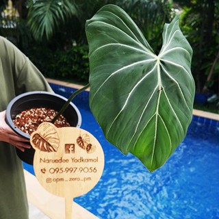 Philodendron Gloriosum (ก้านกลม) รากแน่นแข็งแรง ใบขนาด 40 cm