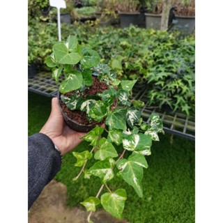 ไอวี่ด่าง​ English ivy ไม้ฟอกอากาศ​กระถาง​4​นิ้ว​