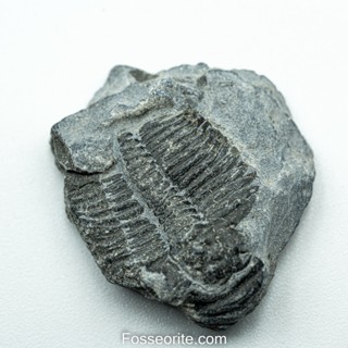 [อายุกว่า 505 ล้านปี!!!] #141 ฟอสซิล ไทรโลไบต์ Elrathia Kingi Trilobite ของแท้ ขนาดเล็ก บน Matrix จาก USA