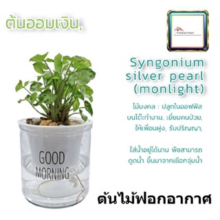 ต้นออมเงินแคระ พร้อมกระถางรดน้ำเองอัตโนมัติ Syngonium Mini Pixie