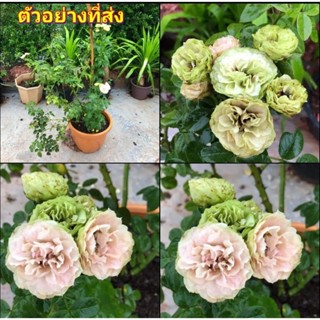 (1ต้น) ดอก ต้น กุหลาบ เลิฟลี่โล่โคโค Lovely Rokoko buncha