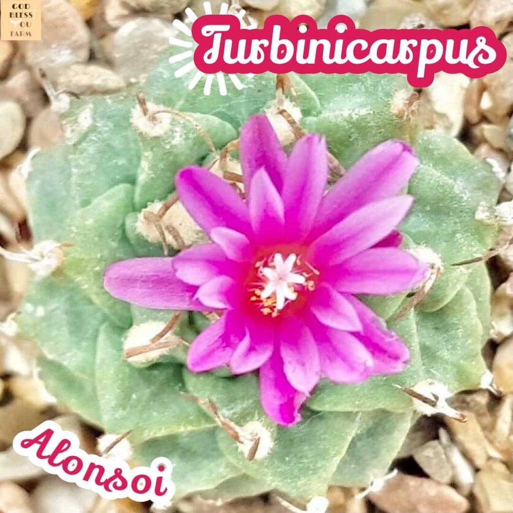 [เทอร์บิอลอนซอย] Turbinicarpus Alonsoi แคคตัส ต้นไม้ หนาม ทนแล้ง กุหลาบหิน อวบน้ำ พืชอวบน้ำ cactus
