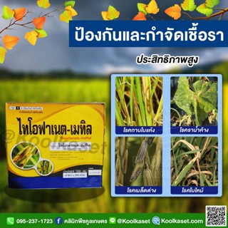 ไทโอฟาเนต 1000 กรัมกำจัดราน้ำค้าง ใบจุด ใบไหม้ ใบขีดสีน้ำตาล เมล็ดด่างในข้าว แผลสะเก็ด เมลาโนส ราสีชมพู คูลเกษตรKF55