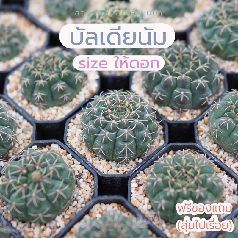 บัลเดียนัม แคคตัส ไม้เมล็ด 4 cm ขึ้นไป size ให้ดอก ส่งทั้งกระถางขนาด 2”